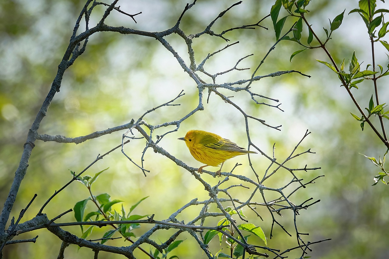 پرنده ی زرد از کتاب پیانوادونچرز بزرگسالان جلد دوم
